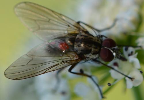 Hylemya vagans